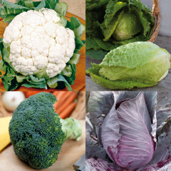 Brassica oleracea - Kool