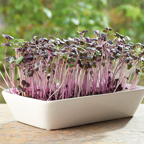 Microgreens