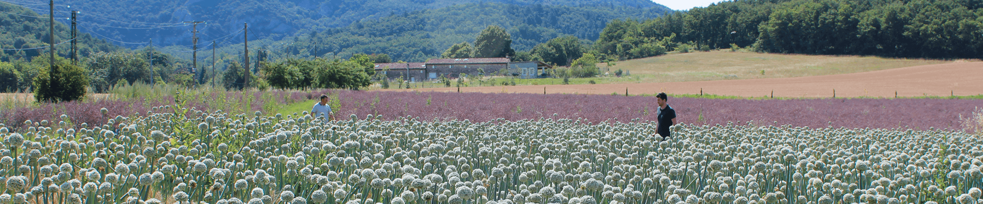 Allium buitenland proefveld