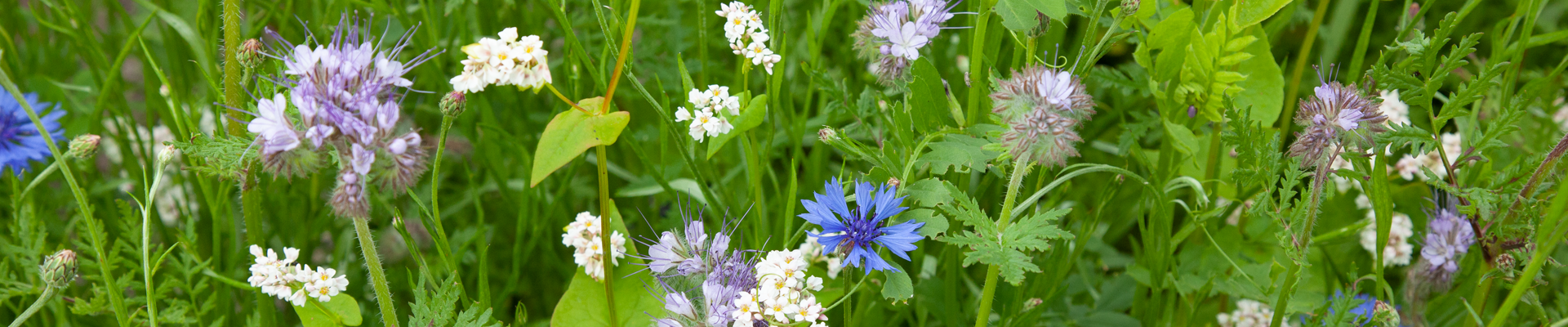 biologische zaden bloemenmengsel