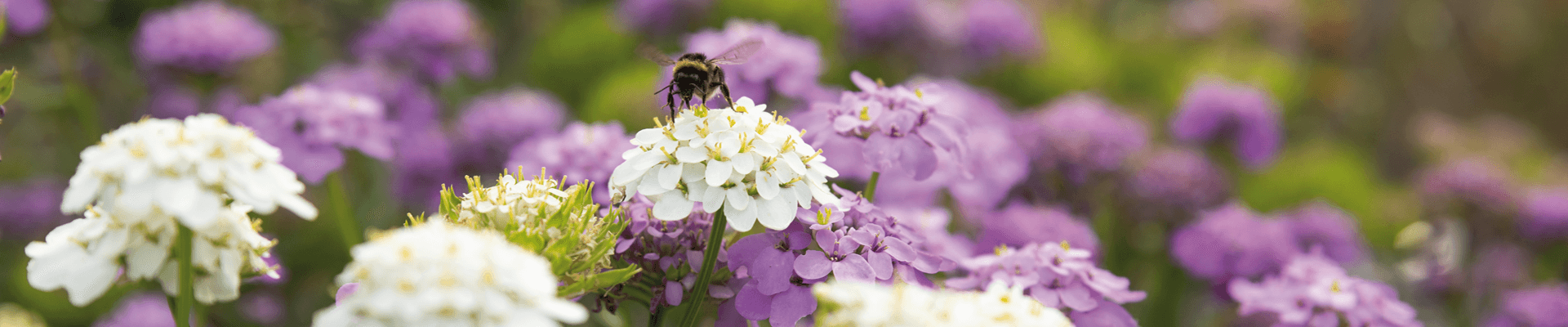 bloemen hommel op bloem