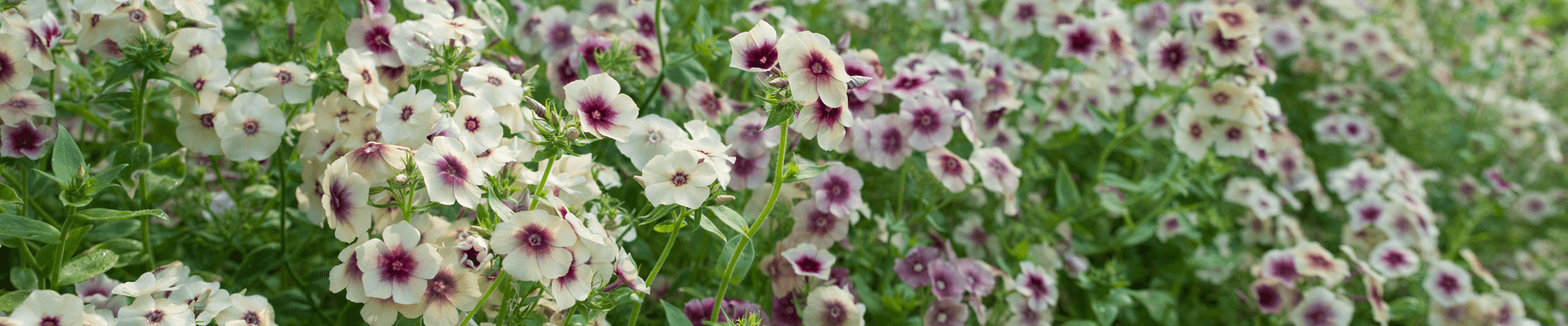 bloemen phlox drummondii cherry caramel