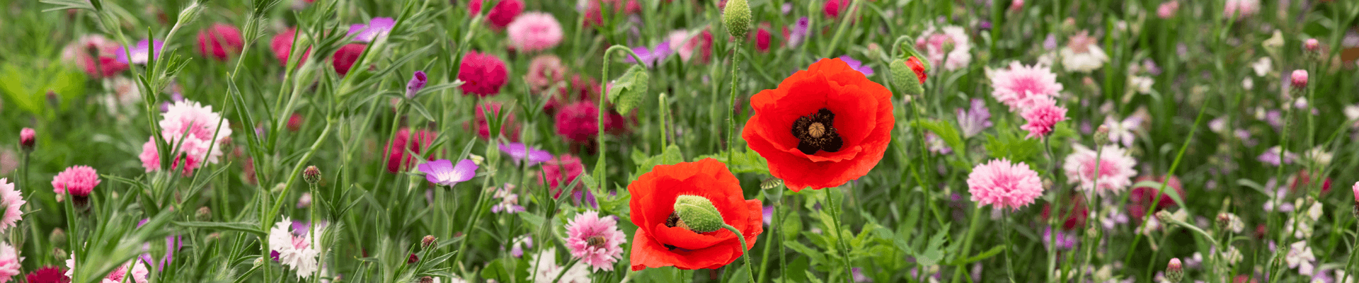 bloemenmengsel rode kleuren