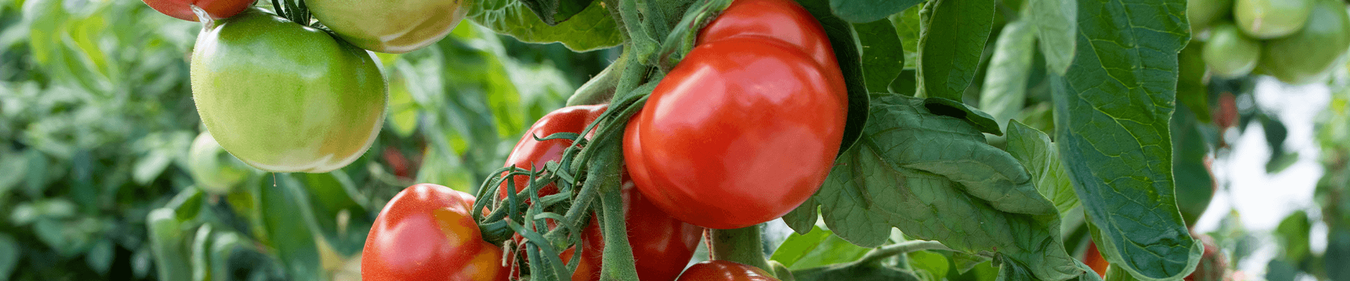 Groenten tomaten