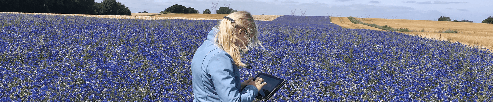 korenbloem buitenland proefveld