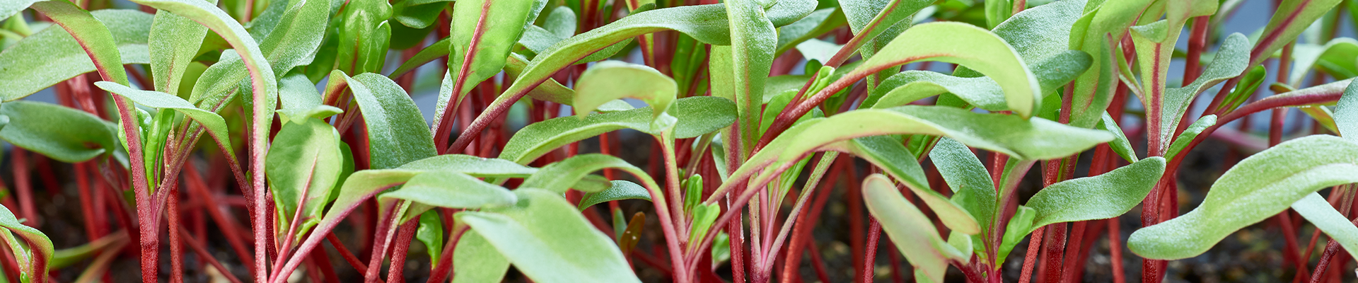 microgreens