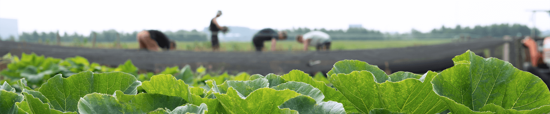 oogsten op proeftuin luinjeberd