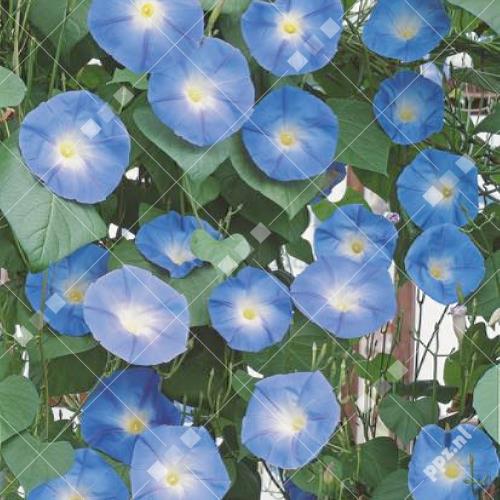 Pieterpik : Ipomoea tricolor Morning Glory Clark's Blue