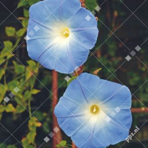 Pieterpik : Ipomoea tricolor Morning Glory Clark's Blue