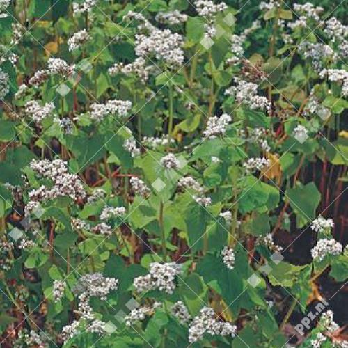 Pieterpik : Buckwheat / Boekweit