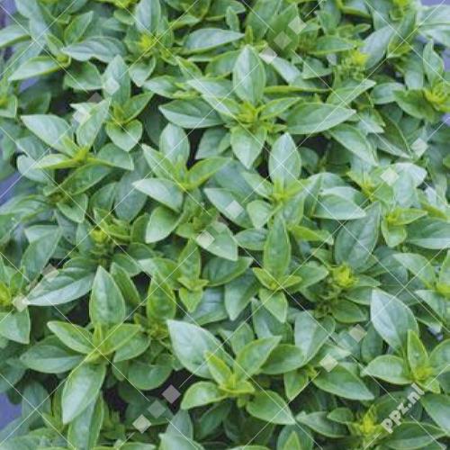 Ocimum basilicum - Basilicum