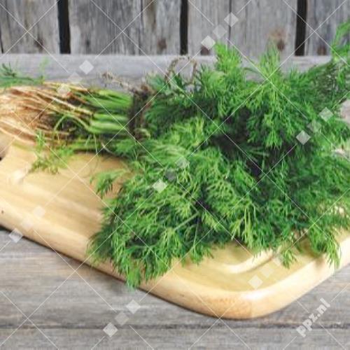 Anethum graveolens - Dille