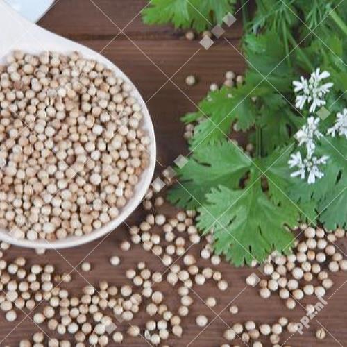 Coriandrum sativum - Koriander