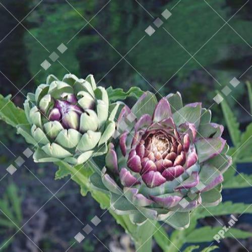 Cynara scolymus - Artisjok