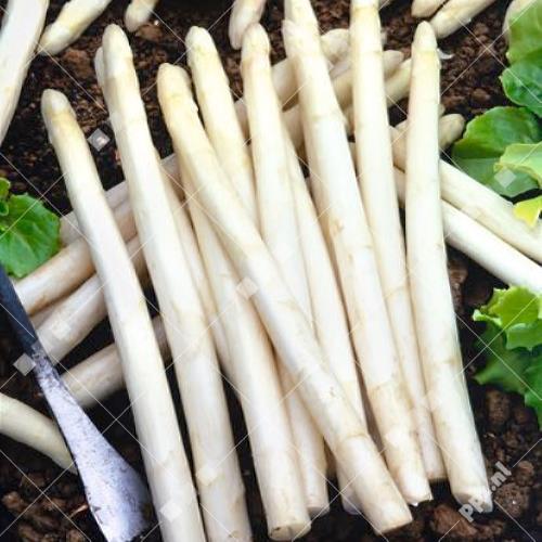 Asparagus officinalis - Asperges