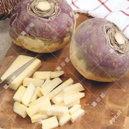 Brassica napus - Koolrapen