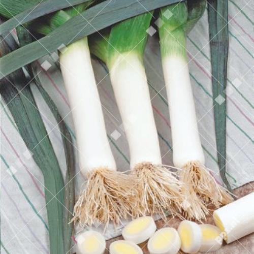 Allium porrum - Prei