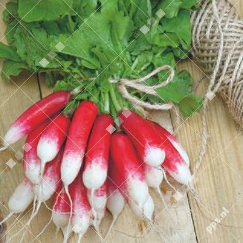 Raphanus sativus - Radijs