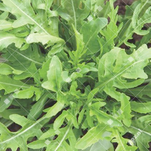 Diplotaxis tenuifolia - Rucola