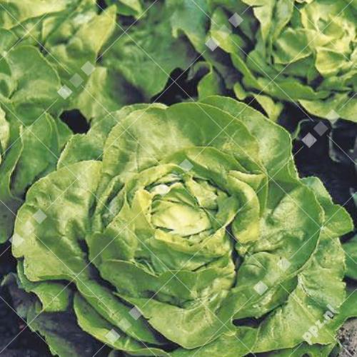 Lactuca sativa - Sla