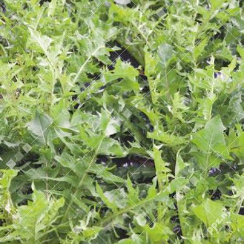 Taraxacum officinale - Molsla