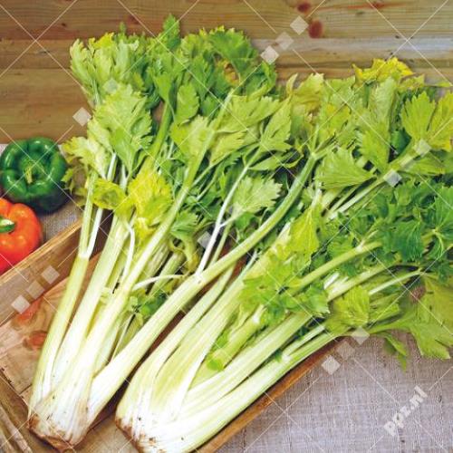 Apium graveolens - Selderie
