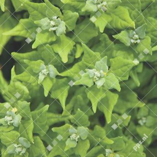 Tetragonia tetragonoides