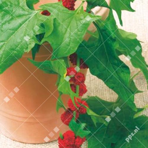 Chenopodium capitatum