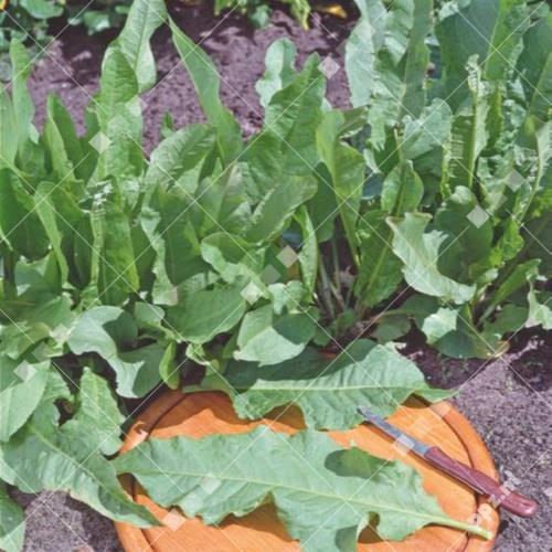 Rumex patientia - Spinazie Doorlevende