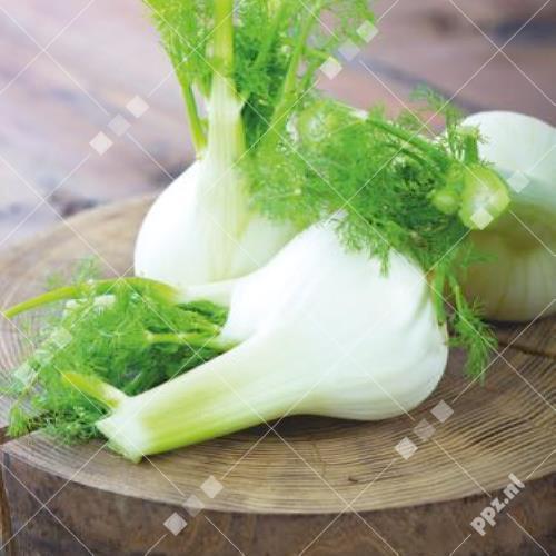 Foeniculum vulgare - (Knol)Venkel