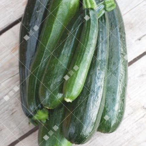 Cucurbita pepo - Courgette