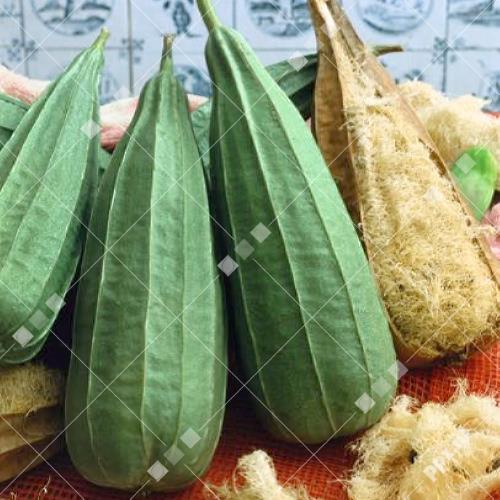 Luffa cylindrica - Vegetable Sponge