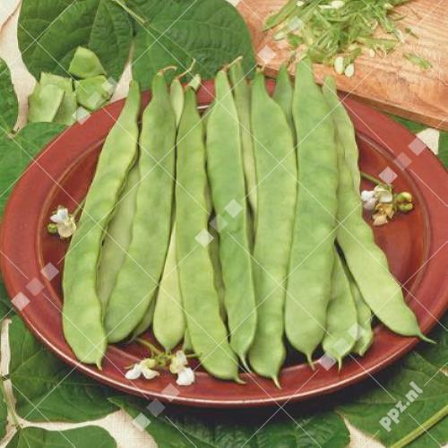 Phaseolus vulgaris - Stoksnijboon