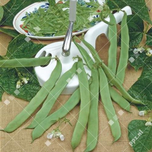 Phaseolus vulgaris - Stamsnijboon