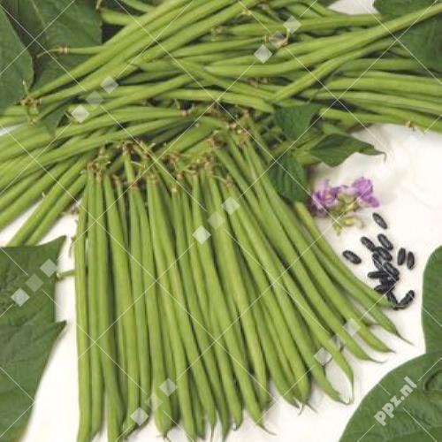 Phaseolus vulgaris - Stamslaboon