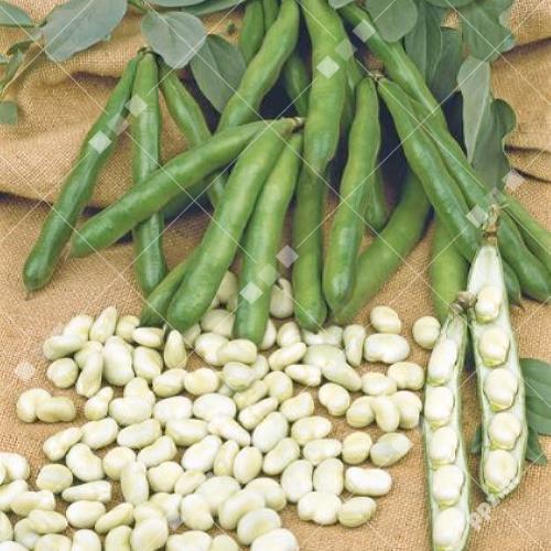 Vicia faba - Tuinboon