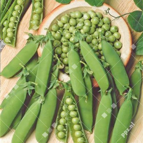 Pisum sativum - Erwt (gekreuktzadig)
