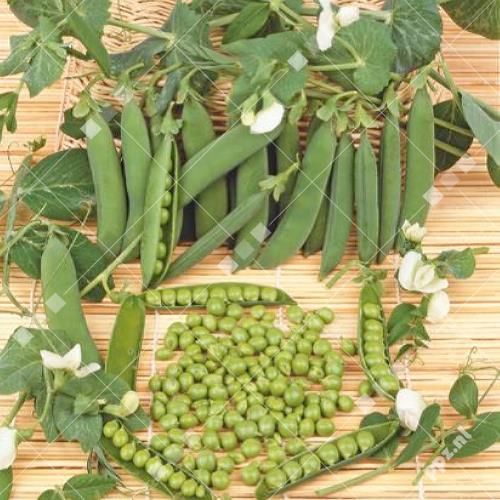 Pisum sativum - Erwt (rondzadig)