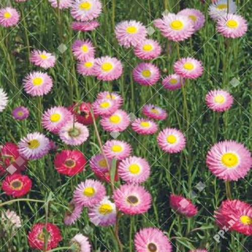 Helipterum roseum (Acroclineum)