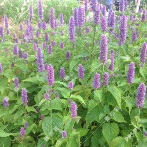 Agastache foeniculum