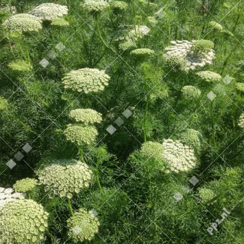 Ammi visnaga