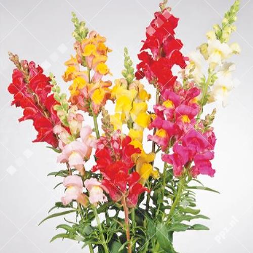 Antirrhinum majus