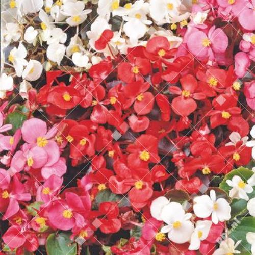 Begonia semperflorens