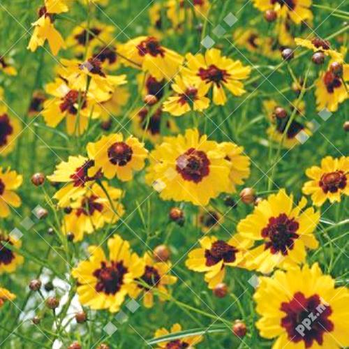 Coreopsis
