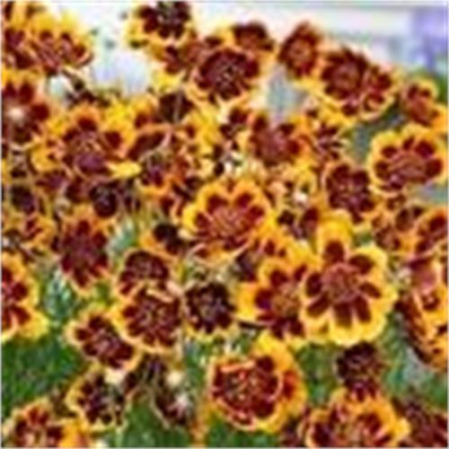 Cosmidium burridgeanum