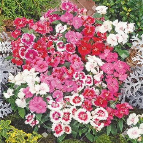 Dianthus