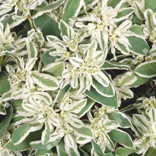 Euphorbia marginata