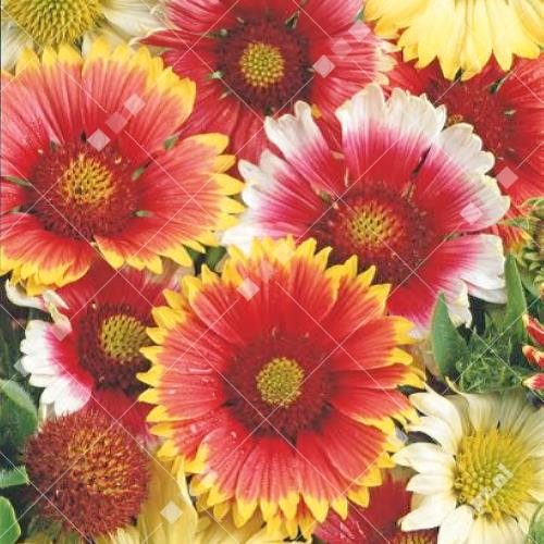 Gaillardia