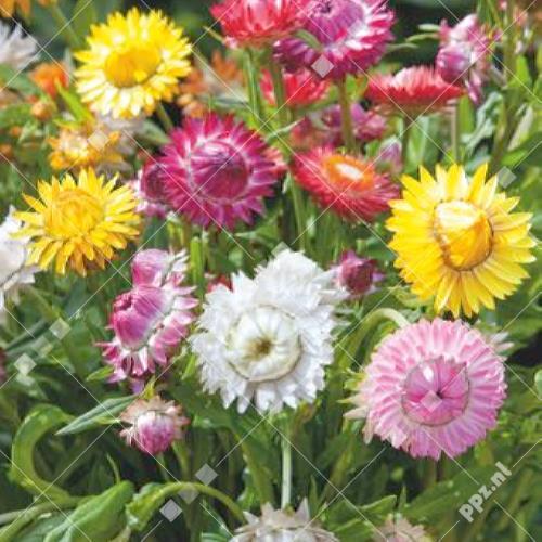 Helichrysum bracteatum
