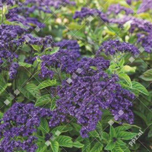 Heliotropium arborescens